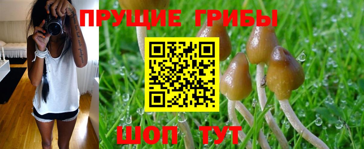 Гулькевичи  Галлюциногенные грибы Psilocybe  Псилоцибиновые грибы мухоморы  Вход с VPN 